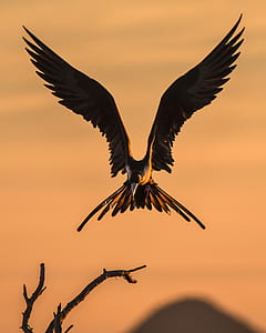 brown flying about to perched on gray tree branch thumbnail