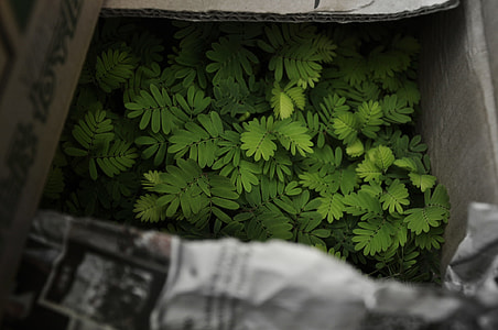 green leafed plant thumbnail