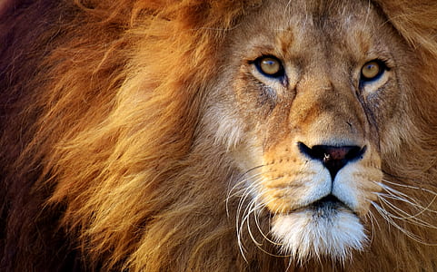 shallow focus photography of Lion thumbnail