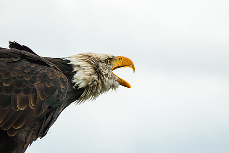 focus photography of bald eagle thumbnail