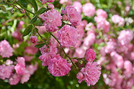 pink petaled flower thumbnail