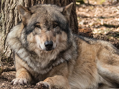 black and brown Wolf lying on brown soil thumbnail