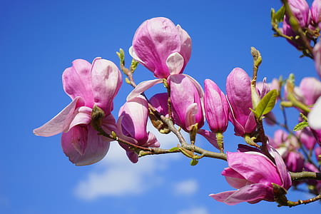 cherry blossom tree thumbnail