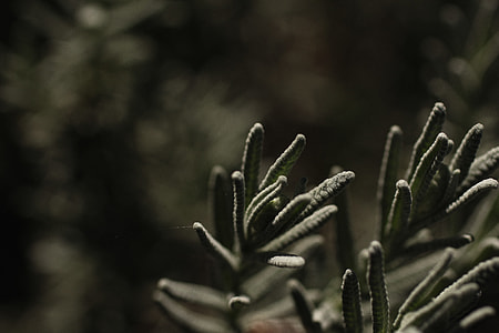 green plant on macro shot thumbnail