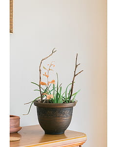 Green Aloe Vera Plant With Brown Ceramic Plant Pot thumbnail