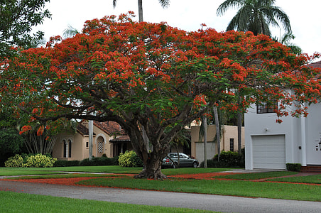 red and green tree near house during daytime thumbnail