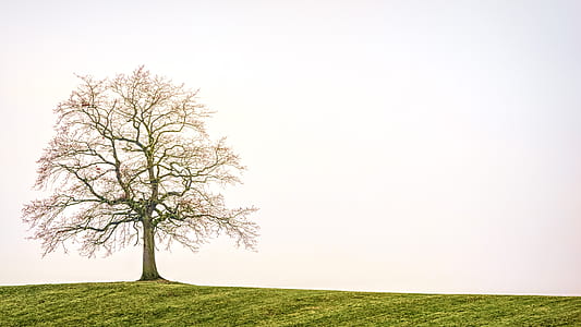 leafless lone tree during daytime thumbnail