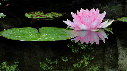 pink waterlily and lily pod above body of water thumbnail