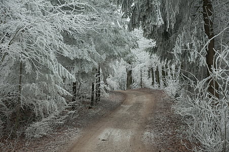pathway between trees thumbnail