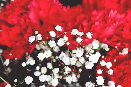 selective focus photography of white baby's-breath flower thumbnail