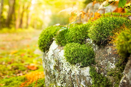 shallow focus photography of green plants thumbnail