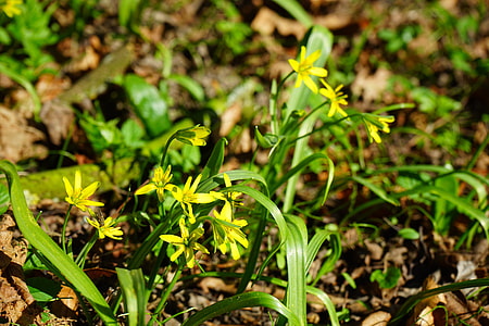 Forest - Yellow Star, Gagea Lutea thumbnail