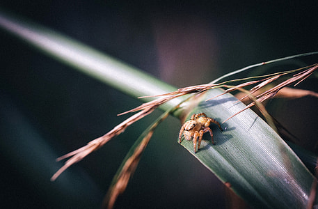 Small Spider on a blade of grass thumbnail