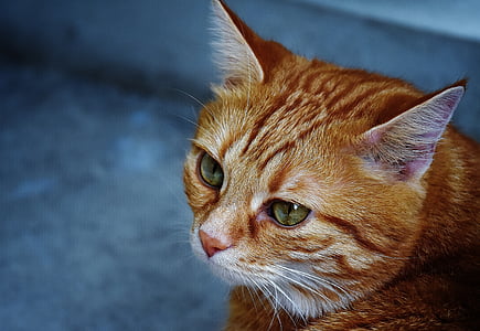 orange cat looking far away thumbnail