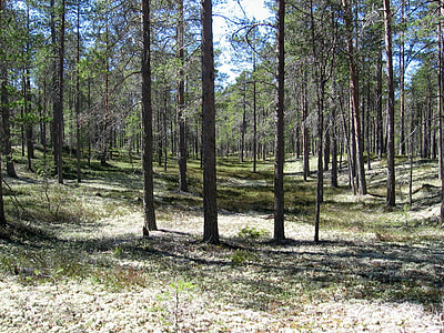 Typical forest in Hailuoto in Finland thumbnail