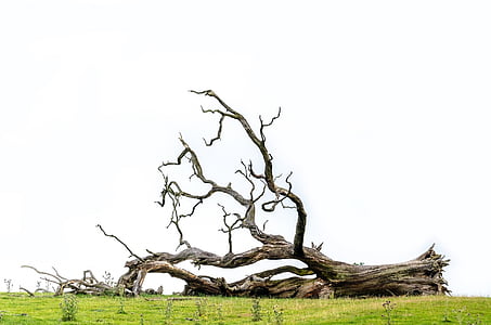 brown tree thumbnail
