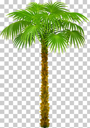 Palm trees , Palm Tree , green palm plant illustration PNG clipart