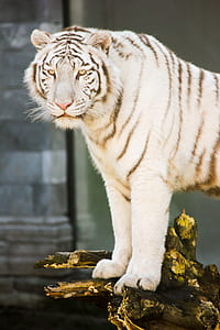 albino tiger looking at camera lens thumbnail