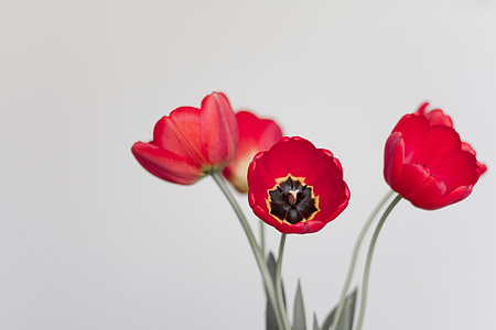 shallow focus photography of red flowers thumbnail