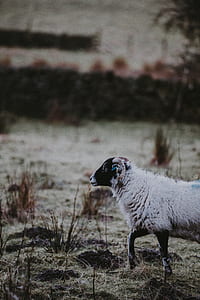 white goat on grass thumbnail