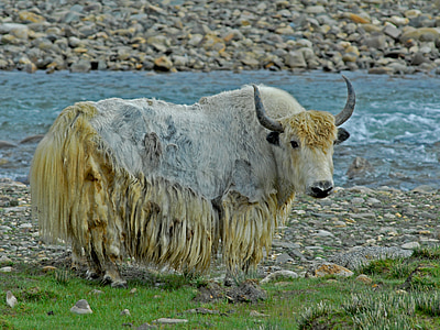 white and yellow yak standing beside river thumbnail
