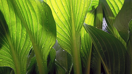 macro photography of green leaves with water drops thumbnail
