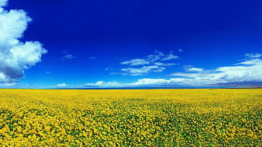 bed of yellow petaled flowers thumbnail