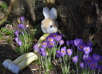 white bunny plush toy near purple flowers thumbnail