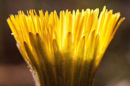 selective focus photography of yellow petaled flower thumbnail