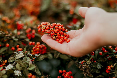 Red Round Fruit thumbnail