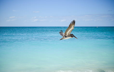 gray bird flying above water thumbnail