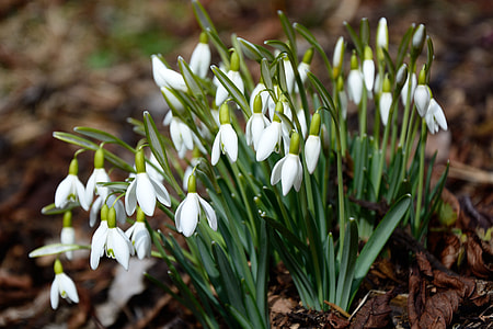 Snowdrop, Spring Awakening thumbnail