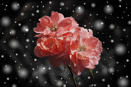 red and white petal flowers thumbnail