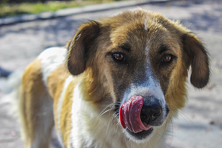 short-coated tan and white dog thumbnail