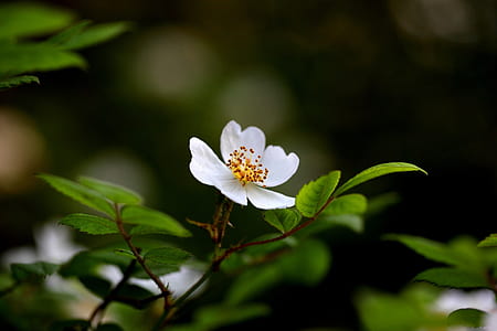 selective focus photo of white petaled flowers thumbnail
