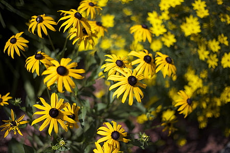 yellow-petaled flowers with green leaves thumbnail