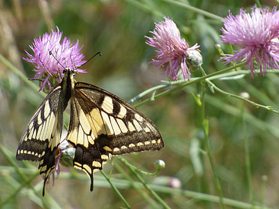 Machaon, Papilio Machaon thumbnail