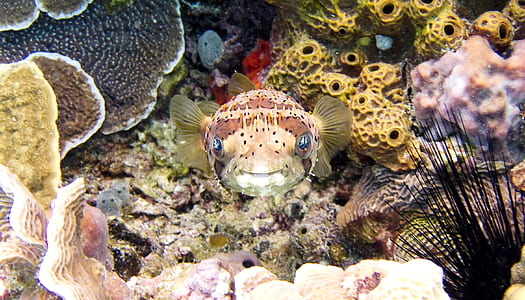 brown fish thumbnail