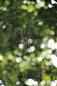 golden silk orb weaver spider perching on web thumbnail