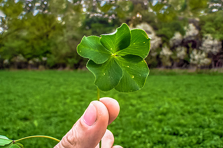 selective focus photography of person holding green club leaf thumbnail