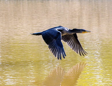 selective focus photo of great cormorant bird flying above calm body of water during daytime thumbnail