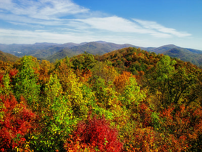 aerial photography of green and red leafed trees thumbnail