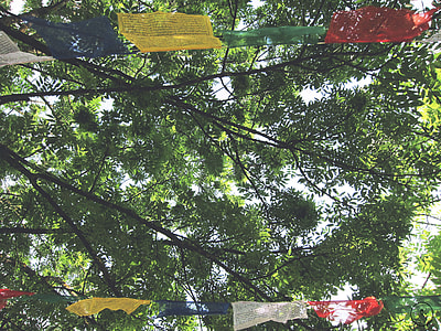 green tree thumbnail