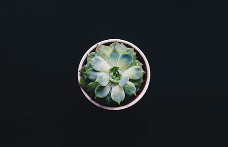 green succulent plant thumbnail