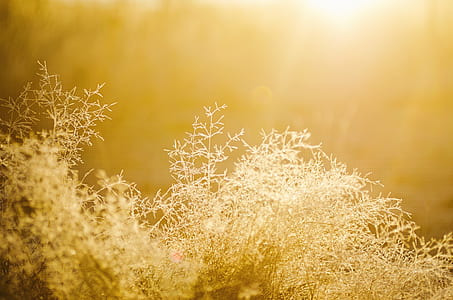 light, dawn, nature, summer thumbnail