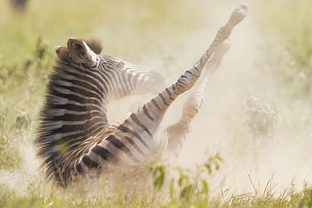 closeup photo of zebra thumbnail