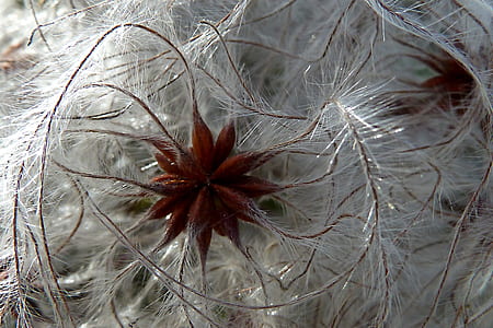 red and white floral decor thumbnail