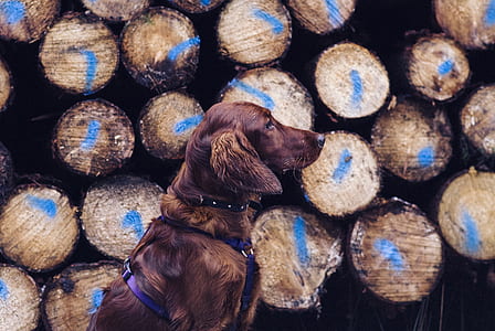 adult chocolate Labrador retriever thumbnail