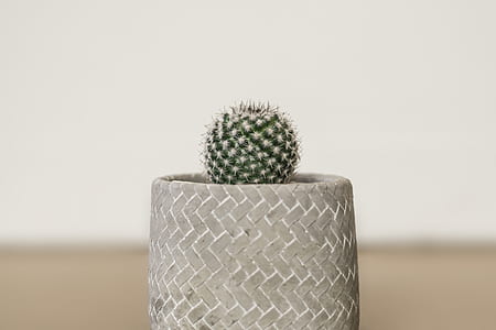 shallow focus photography of cactus thumbnail