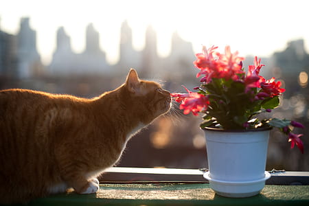 photo of orange tabby cat smelling red petaled flowers thumbnail